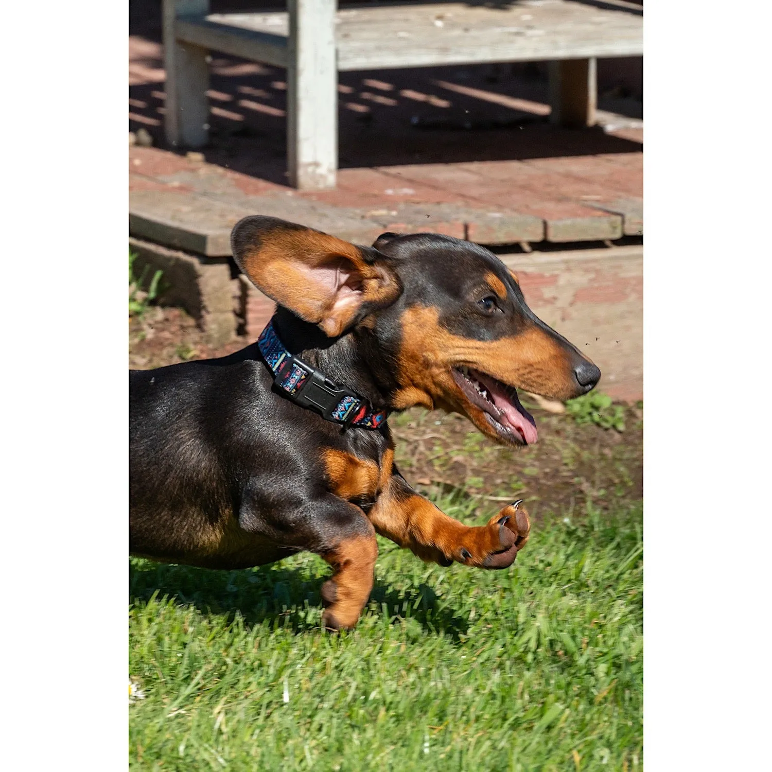 Pure Western Billie Dog Collar Blue